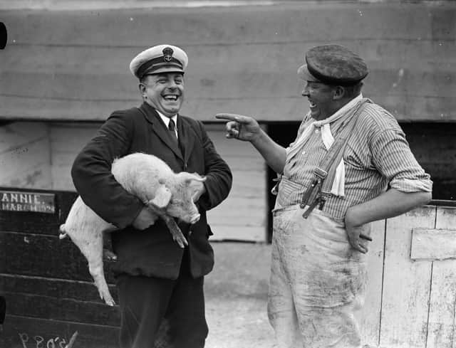 August 1927:  Annie the pig doesn't see the joke being shared by a sailor and a mate at the pig farm run by the navy, at HMS Excellent, Whale Island, Portsmouth, where they also have their own zoo.