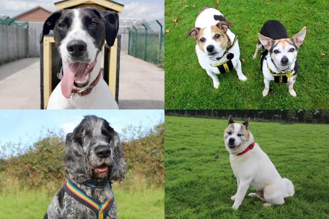 Could you give one of these pups a home?