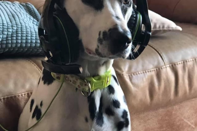 Daisy the dalmatian has spent lockdown gaming with her owner Kieley Cooper.
