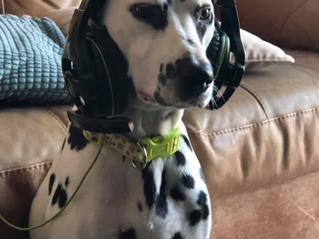 Daisy the dalmatian has spent lockdown gaming with her owner Kieley Cooper.