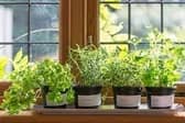 No kitchen is too small to accommodate a pot or two of fresh herbs