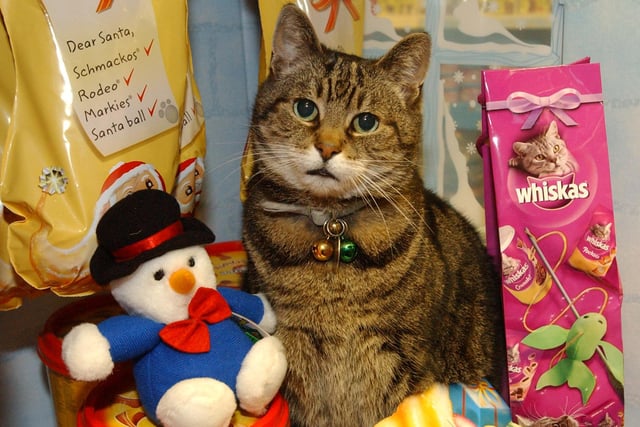 Stoddy is pictured checking out the feline Christmas presents at Haswell pet store in Ocean Road 16 years ago.