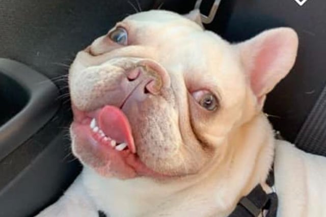 Amber Coulson sent this photo of her French bulldog Bonzo, aged two