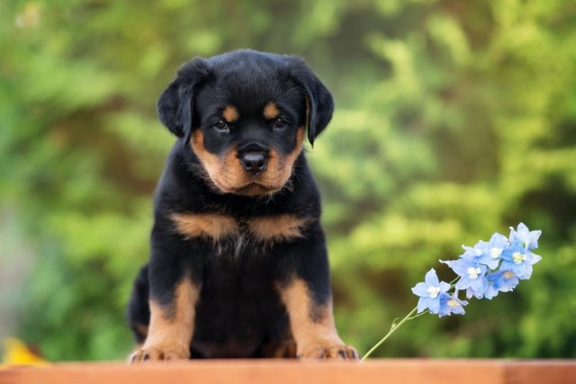The price for a Rotweiler puppy is now £829.00, a 49.91% increase on last year according to the study.