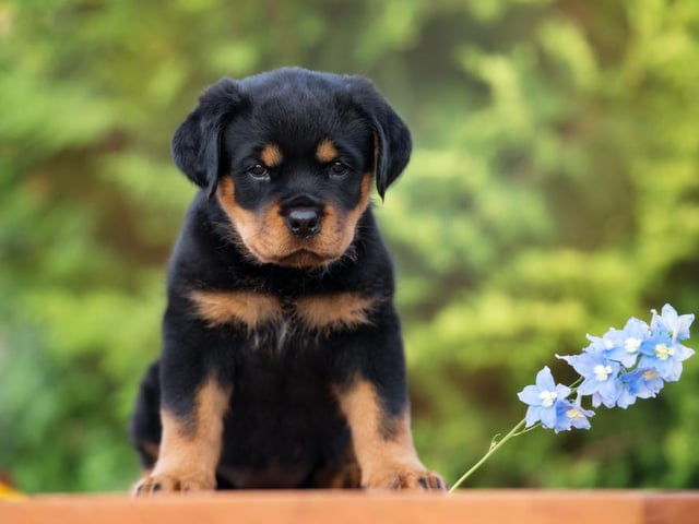 The price for a Rotweiler puppy is now £829.00, a 49.91% increase on last year according to the study.