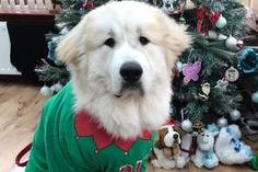 This seven-month-old Pyrenean Mountain pup is elfing around, says owner Eileen Blair