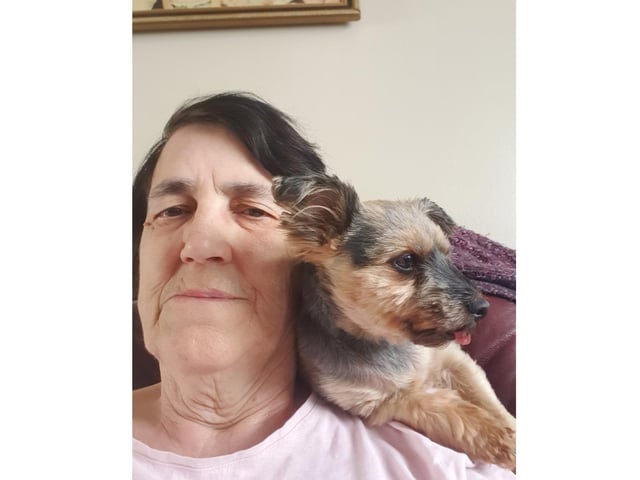 Susie the teacup Yorkie seems to be longing for a pirate's life as she cuddles up to owner Betty Daniels.