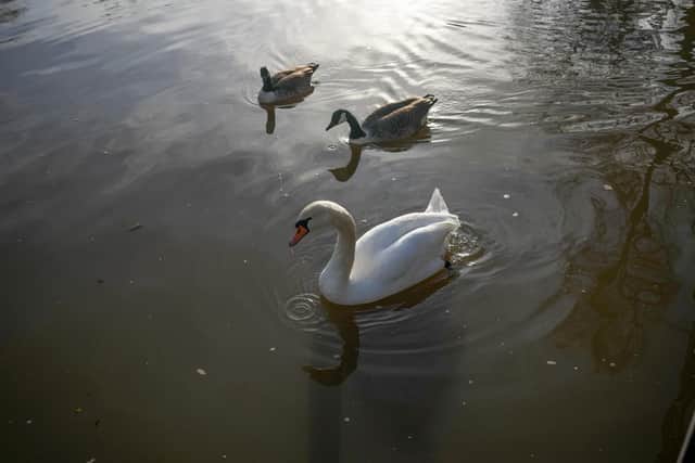 Sheffield City Council says the first cases of avian flu have been found in dead birds in the city. Photo by Christopher Furlong/Getty Images.
