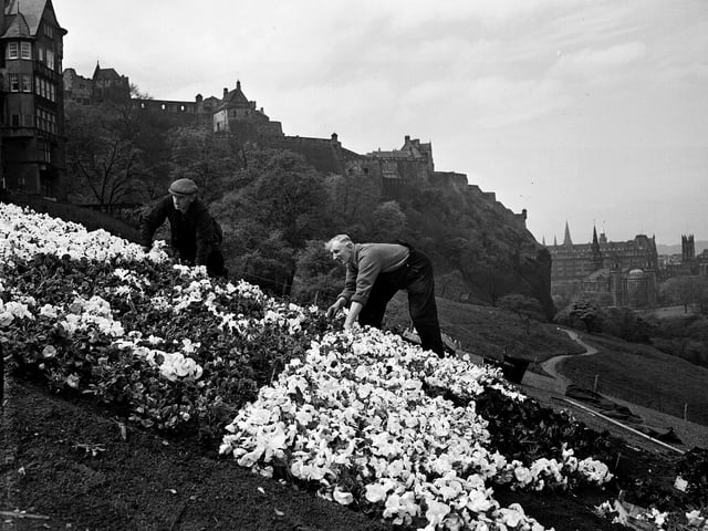City gardeners plant out flowers illustrating the George Heriot crest on the slope at the Mound in May 1959.