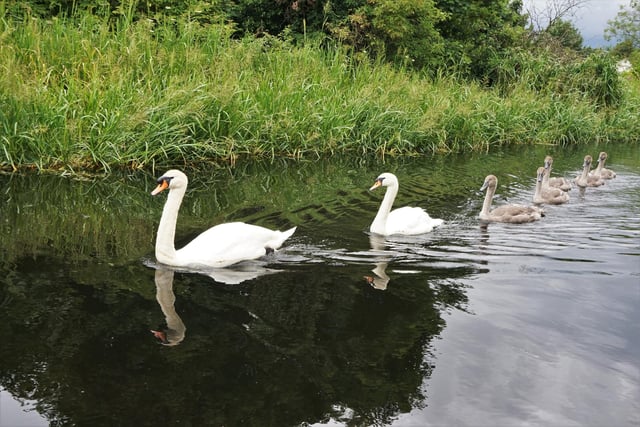 A family of swans are gliding along in single file on the Union Canal in Edinburgh.