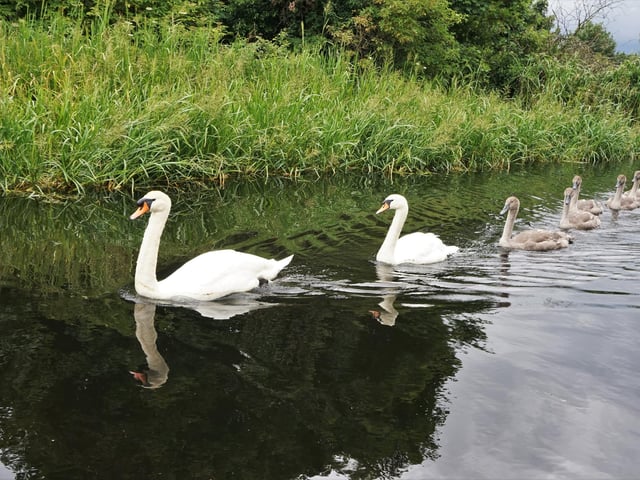 A family of swans are gliding along in single file on the Union Canal in Edinburgh.