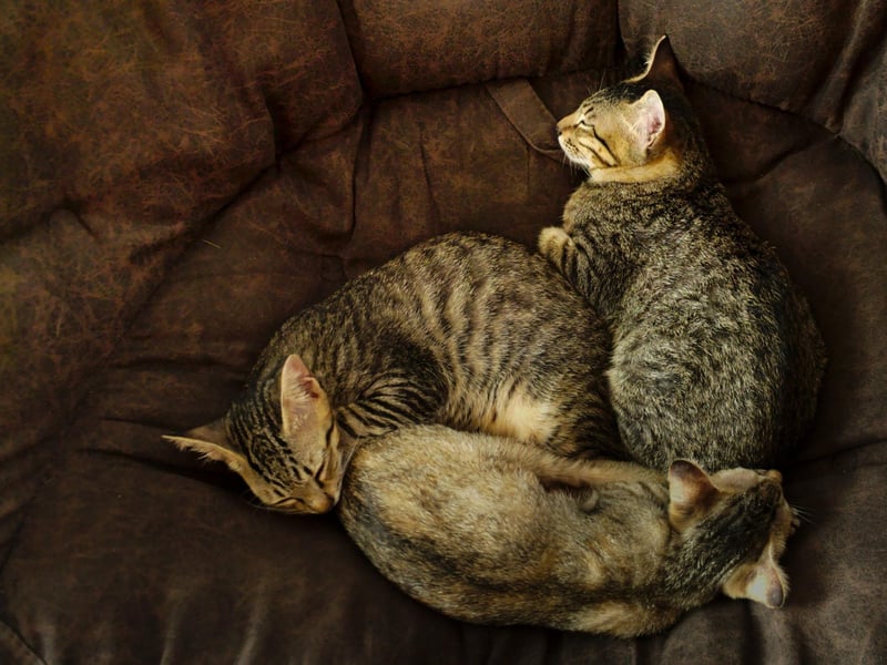 Coorie in. Meaning: Snuggle, nestle. Example: "Come here and coorie in, you look cold."