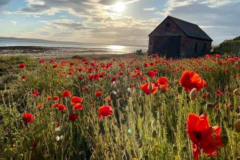 A beautiful view at Holy Island as the poppies grow.