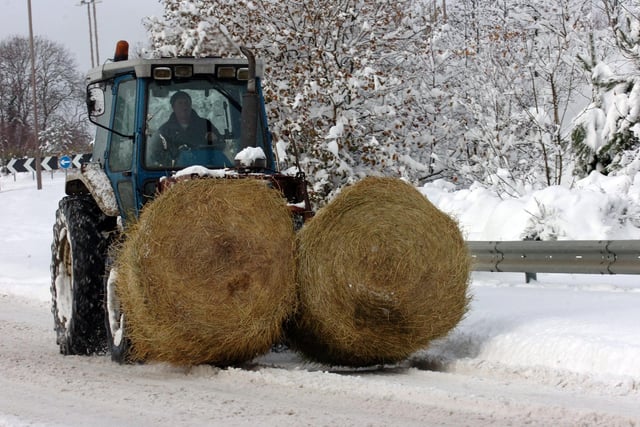 No rest for the farmers as the animals still need feeding in December 2010
