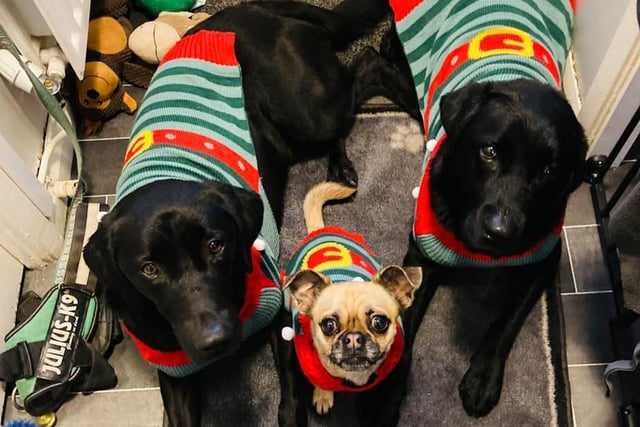 Frank, Lilly and Trevor looking like a triple threat in their matching elf jumpers.