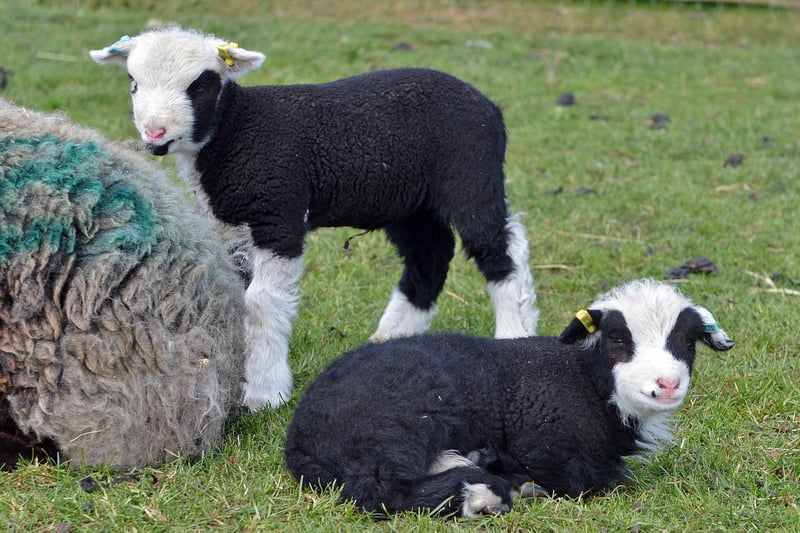 The many lambs which have been born during lockdown are looking forward to visitors returning next week.