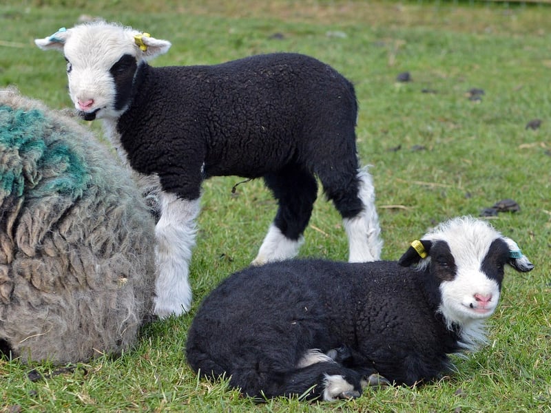 The many lambs which have been born during lockdown are looking forward to visitors returning next week.