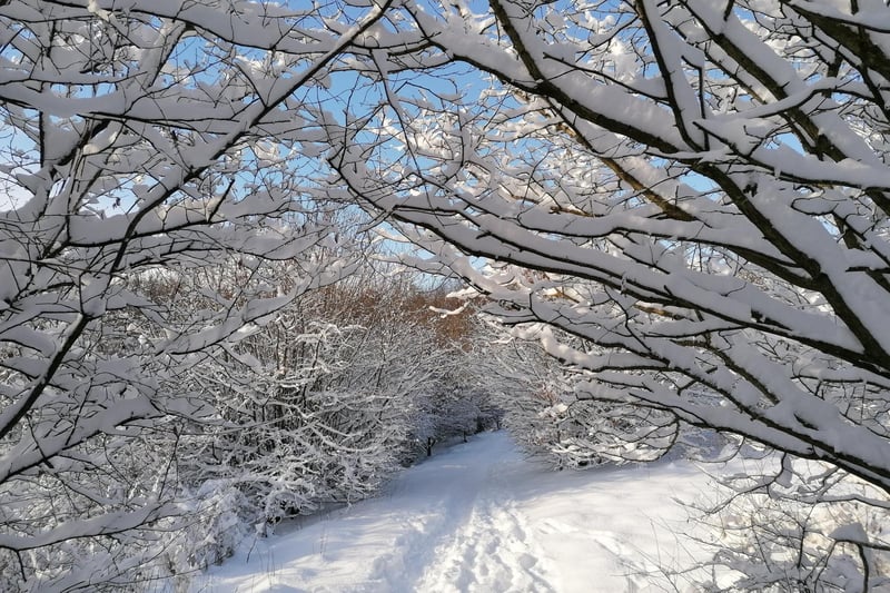 Snow covered trees at Lionthorn (Picture: Isabel Fairgrieve)