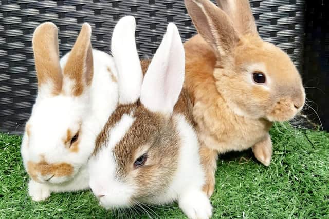 Erin Rushton's, 29, garden bunnies, Doc, Lola and Bonny who are super friendly and always run up to their postman when he delivers parcels.  See SWNS story SWOCbunnies.  June 23, 2022.  A postman has left a hilarious note for a homeowner - after he was heckled by her adorable garden bunnies.