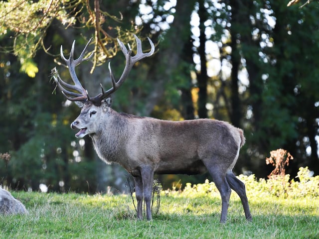 Deer and Stag at Culzean.