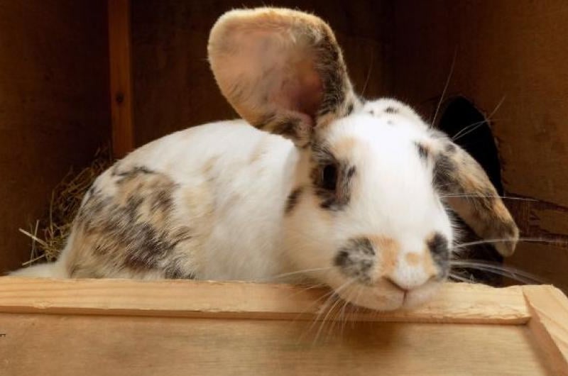 D'Artagnan was found hopping around a car park with three other bunnies so we suspect he was sadly abandoned, so he needs an experienced rabbit owner who can tend to his needs. He is able to be picked up and petted, but only for a short while.