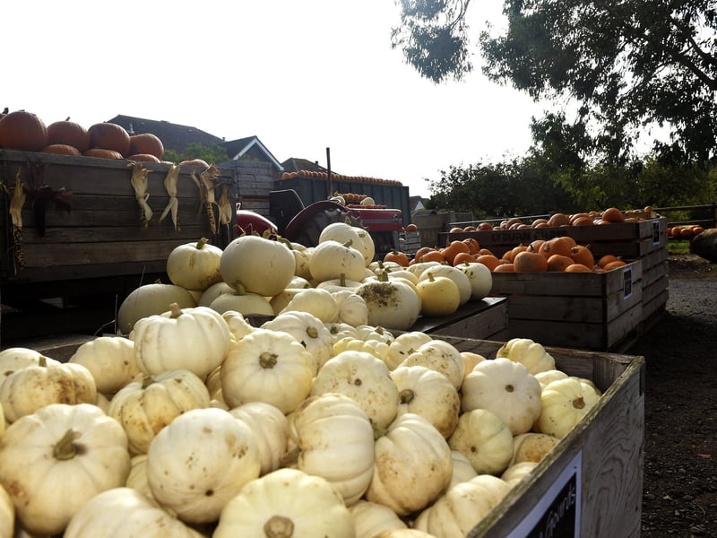 Stoke Fruit Farm in Hayling Island, have a fantastic display of pumpkins which can be seen and purchased ready in time for Halloween. 
Picture: Sarah Standing (101023-9276)
