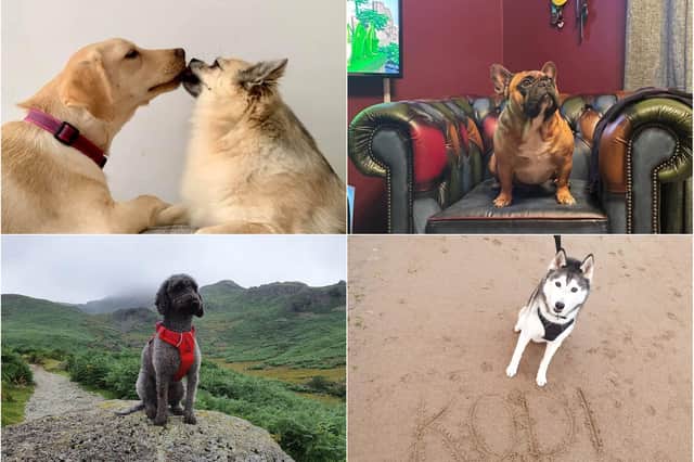Echo readers have been sharing their best pet pictures for National Dog Day.