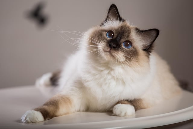 This cat breed is active and playful, and has a beautiful semi-long silky coat that does not mat and a long bottle-brush tail. They also have brilliant blue eyes and a sweet expression (Photo: Shutterstock)