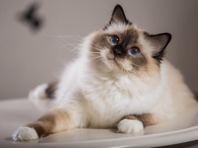 This cat breed is active and playful, and has a beautiful semi-long silky coat that does not mat and a long bottle-brush tail. They also have brilliant blue eyes and a sweet expression (Photo: Shutterstock)