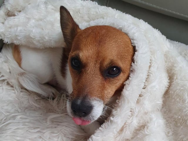 Jackie the Jack Russell, who has spent most of lockdown chilling, according to owner Rikkilee Restorick