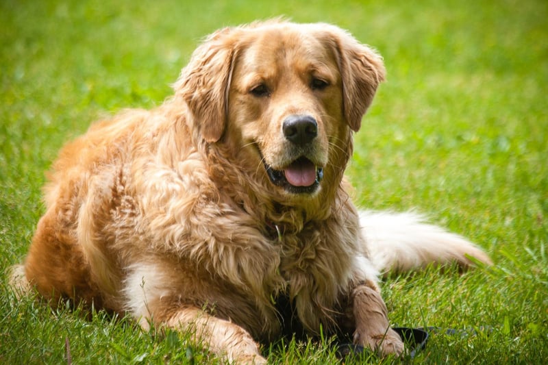 The Golden Retriever has always been a much-loved breed in this country