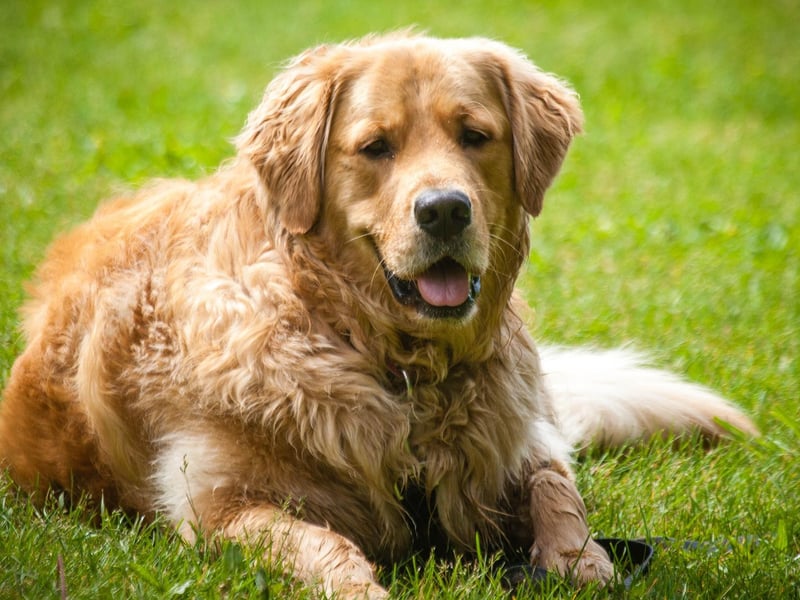 The Golden Retriever has always been a much-loved breed in this country