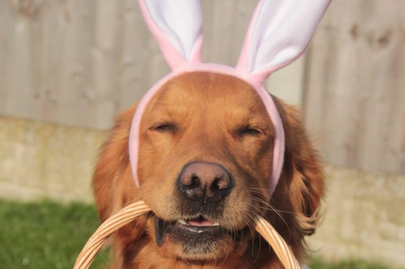 This has to be the most beautiful Easter bunny ever! Meet Baggins the bunny.