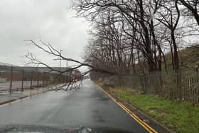 A fallen tree on Grange Mill Lane on December 27, 2023. Sheffield and South Yorkshire have been issued a yellow weather warning for heavy rain on December 27, bringing a risk of flooding. Image by Sam Sam.