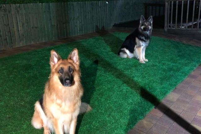 "You can be my woofman anytime" - German Shepherd pair Maverick and Goose (displaying excellent social distancing) were sent in by John Paterson
