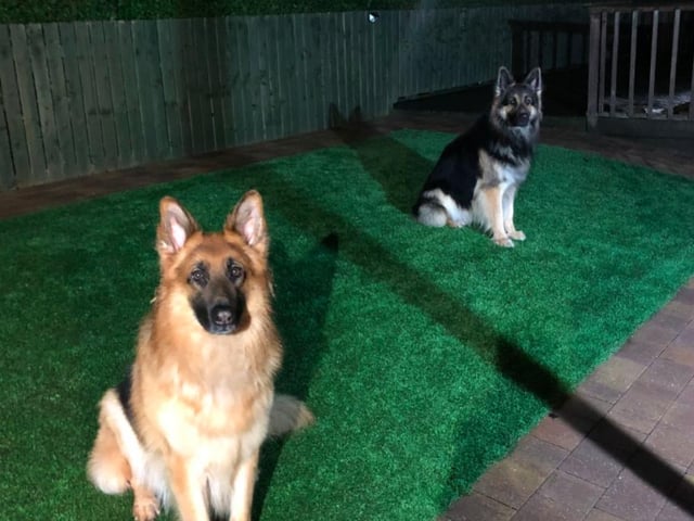 "You can be my woofman anytime" - German Shepherd pair Maverick and Goose (displaying excellent social distancing) were sent in by John Paterson