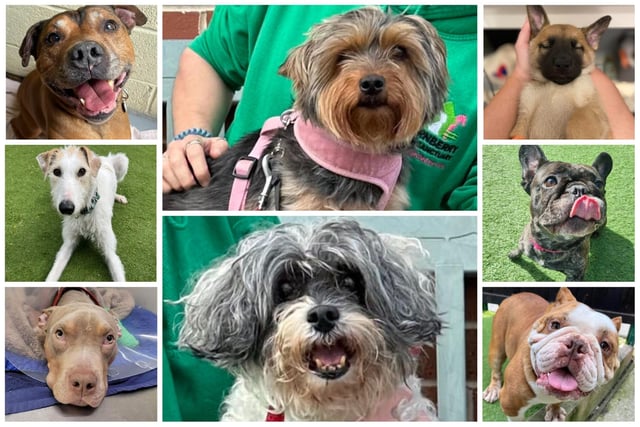There are a number of dogs being cared for by rescue organisations in South Yorkshire, including Thornberry Animal Sanctuary and Helping Yorkshire Poundies