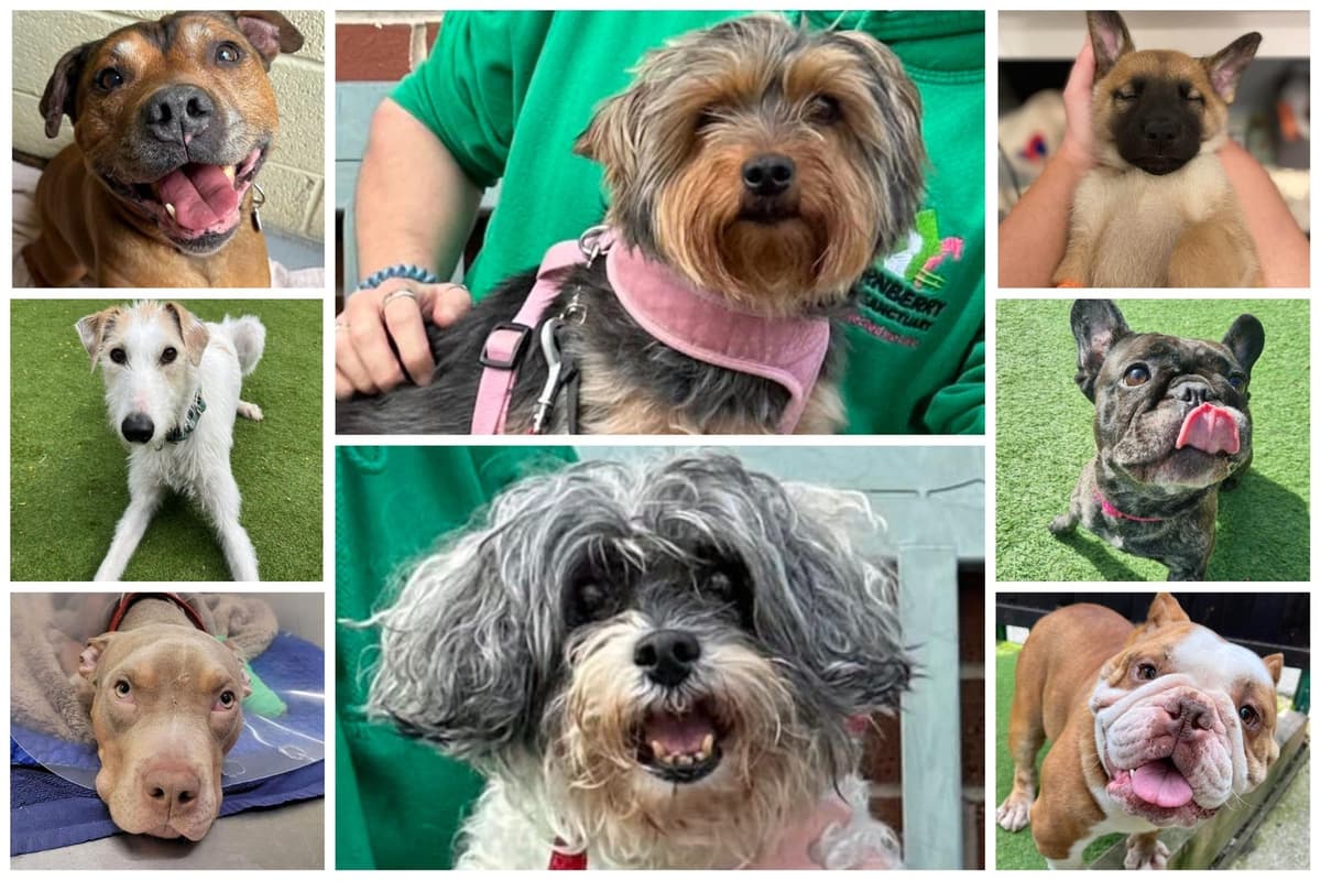Dogs That Rescue Sheffield rescue dogs: Heartbreaking reasons why these dogs need new homes