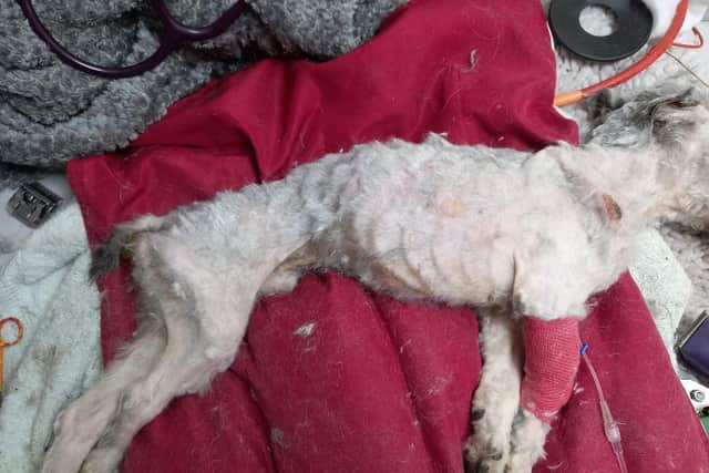 The collapsed Shih-tzu or Lhasa type dog was found by a lorry driver in a layby near The Cow and Calf pub in Skew Hill Lane, Grenoside, Sheffield