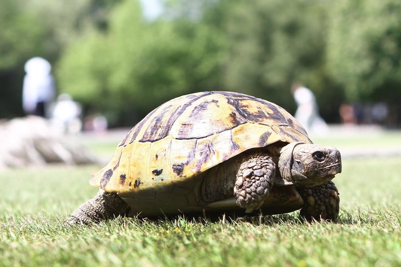 Even Freda the tortoise enjoyed run out beside the cricket pitch in Queen's Park