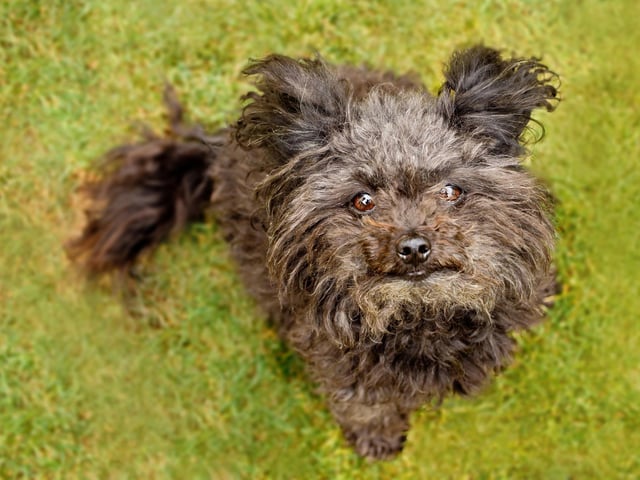 This breed of dog is sweet, loving, intelligent, and willing to please (Photo: Shutterstock)