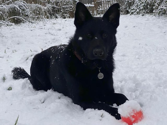 A dog hoping to play catch amidst the thick snow.