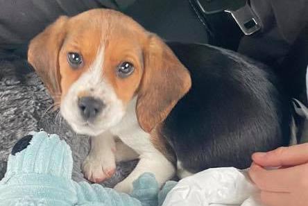 Bertie the beagle is now settling into his new home with Jody Finch's family after 17 weeks. She said: "Our two boys love him, he has settled in really well."