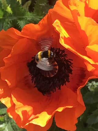 Bee taken by Amanda Oates