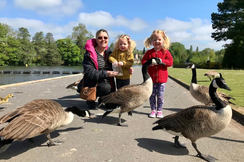 Sue feeding the ducks and geese with grandchildren Lydia and Fearn.