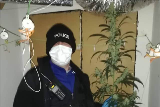A police officer pictured with a 6ft cannabis plant