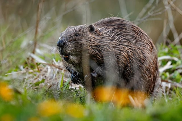 Successful reintroduction efforts mean there are now almost 1,000 beavers living wild in UK streams and rivers, after disappearing more than 400 years ago.