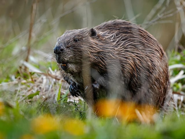 Successful reintroduction efforts mean there are now almost 1,000 beavers living wild in UK streams and rivers, after disappearing more than 400 years ago.
