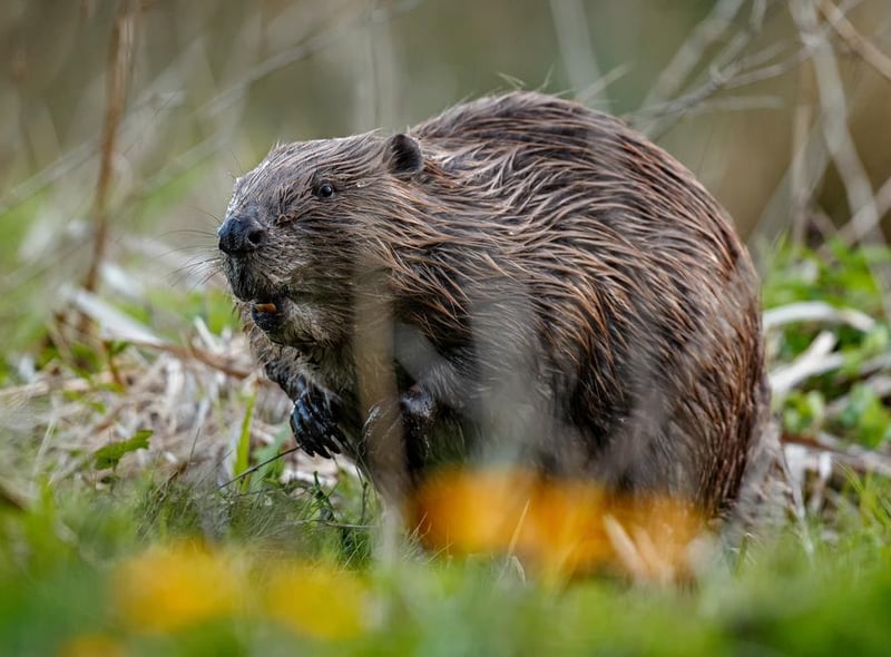 These wild animals could be reintroduced in the UK - from beavers to bears  | The Scotsman
