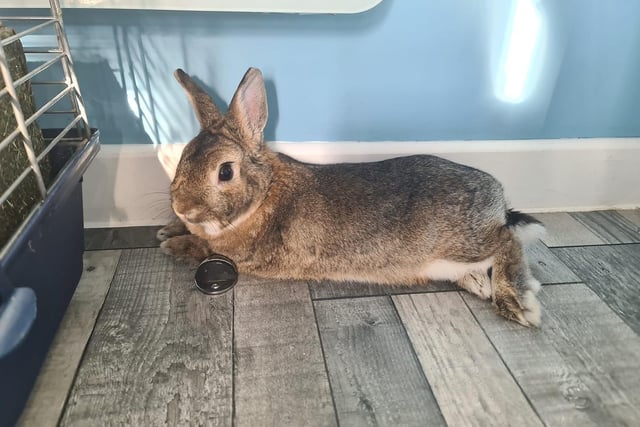Sarah Bradshaw said: "My Mini Dwarf Lop Coco, he's such a chilled out little soul. Gets angry if I clean him out and doesn't like getting his claws clipped."